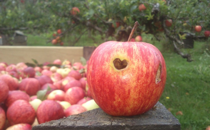 A new career : apple picker